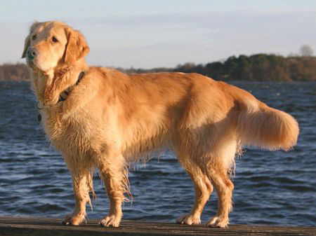 Golden Retriever Dog Breed Photos | Dog Pictures Online