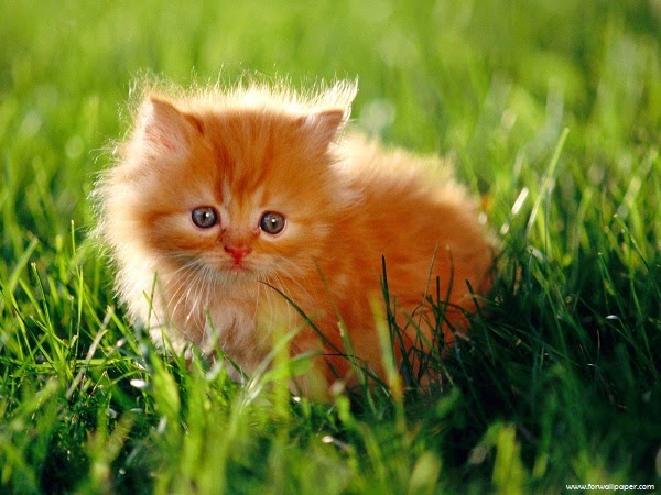 Photo bébé chat trop mignon roux