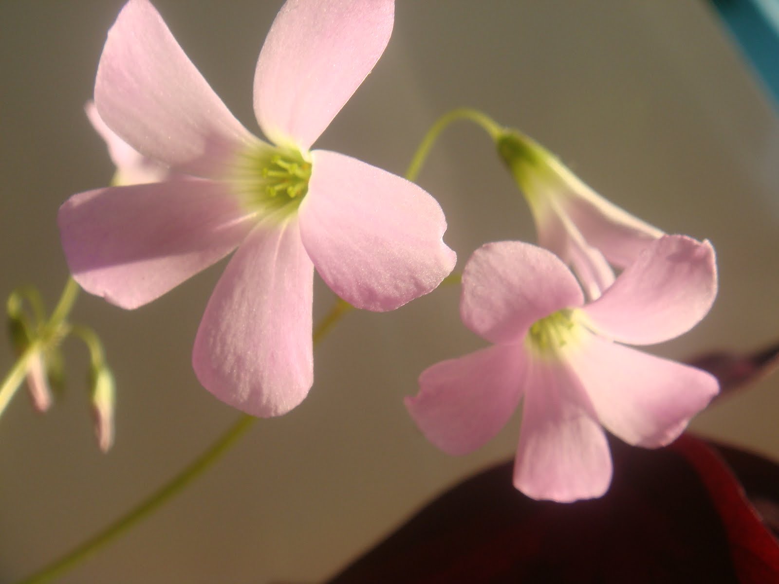 houseplants: Айргана (Унтаахай, аз жаргалын цэцэг) - Oxalis - Кислица