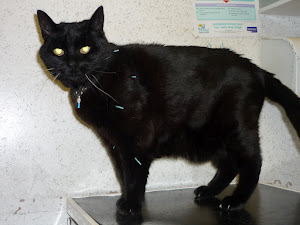 Richard performs Acupuncture at Broad Lane Vets