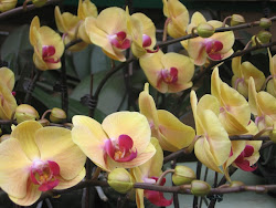 Orchids!