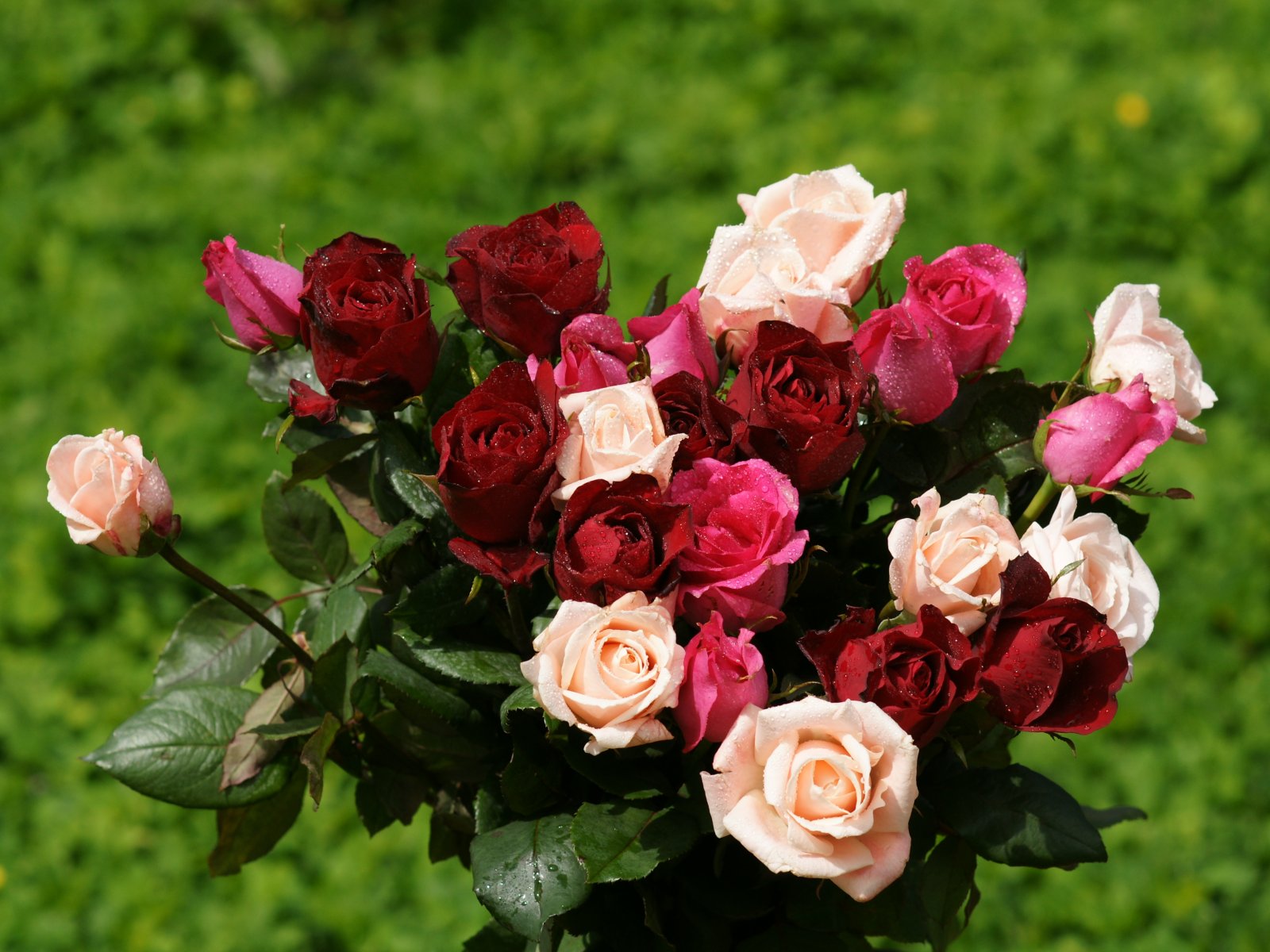 http://1.bp.blogspot.com/-au2ksgyAYxE/UCqyuCiDgoI/AAAAAAAAAII/byCM7KKUHGk/s1600/wallpapers_rose_bouquet-dsc00851.jpg