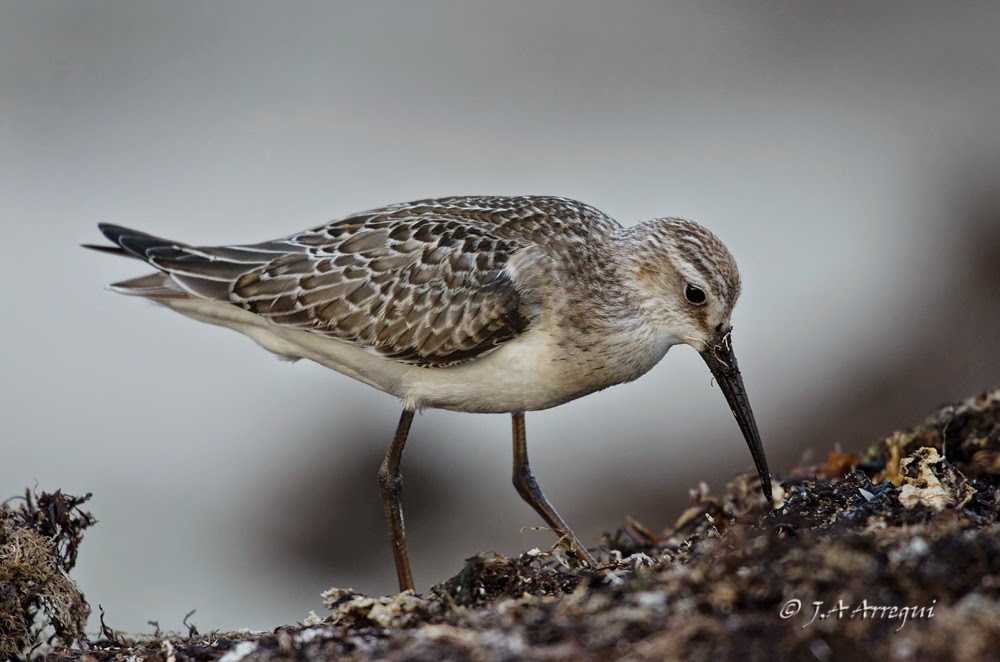 correlimos zarapitin, Calidris ferruginea, Curlew Sandpiper correlimos zarapitin, Calidris ferruginea, Curlew Sandpiper