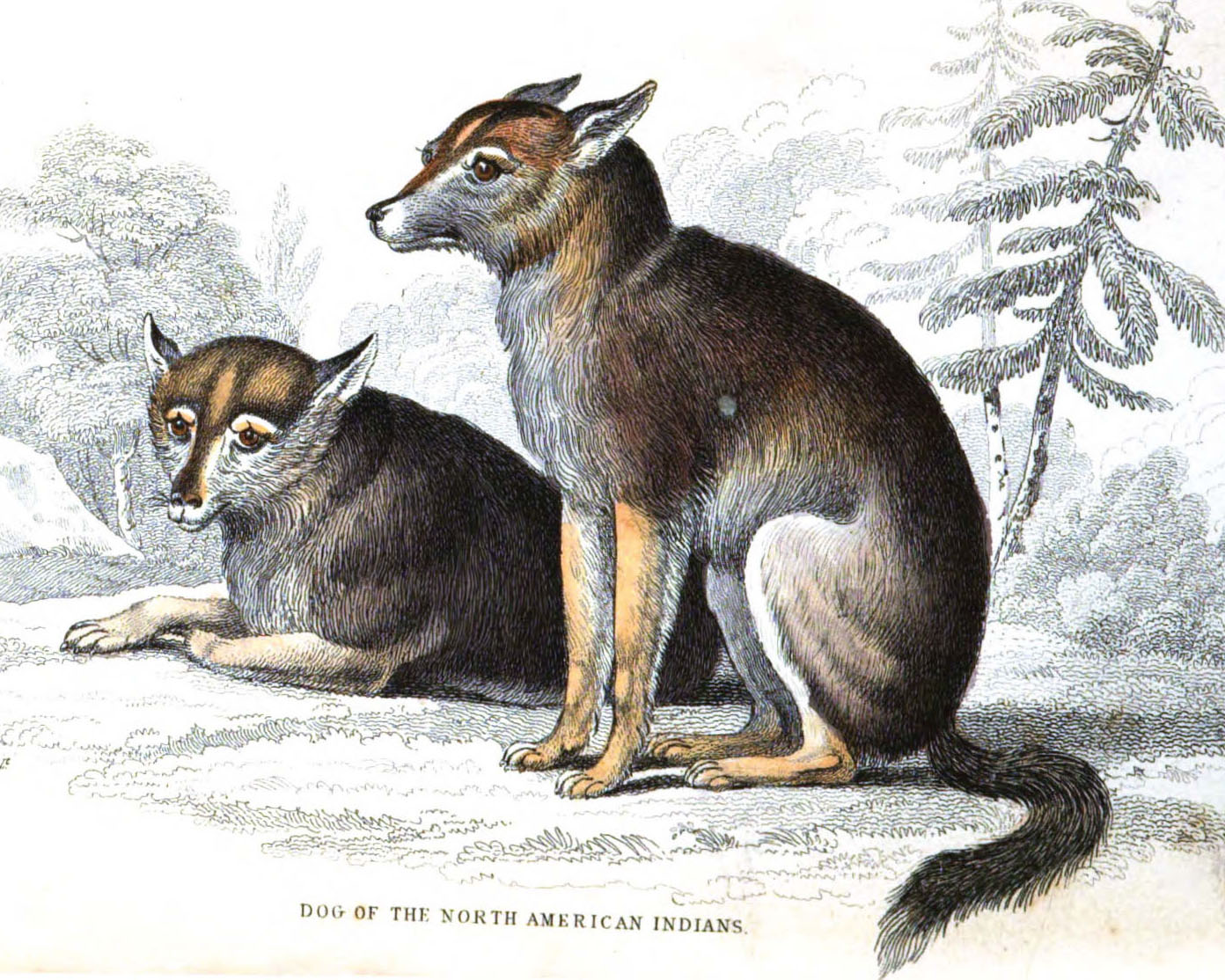 The Dogs of the Great Plains Nations