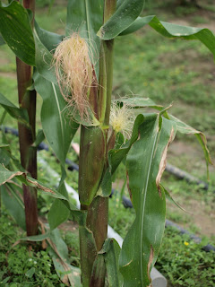 玉米植株與玉米筍