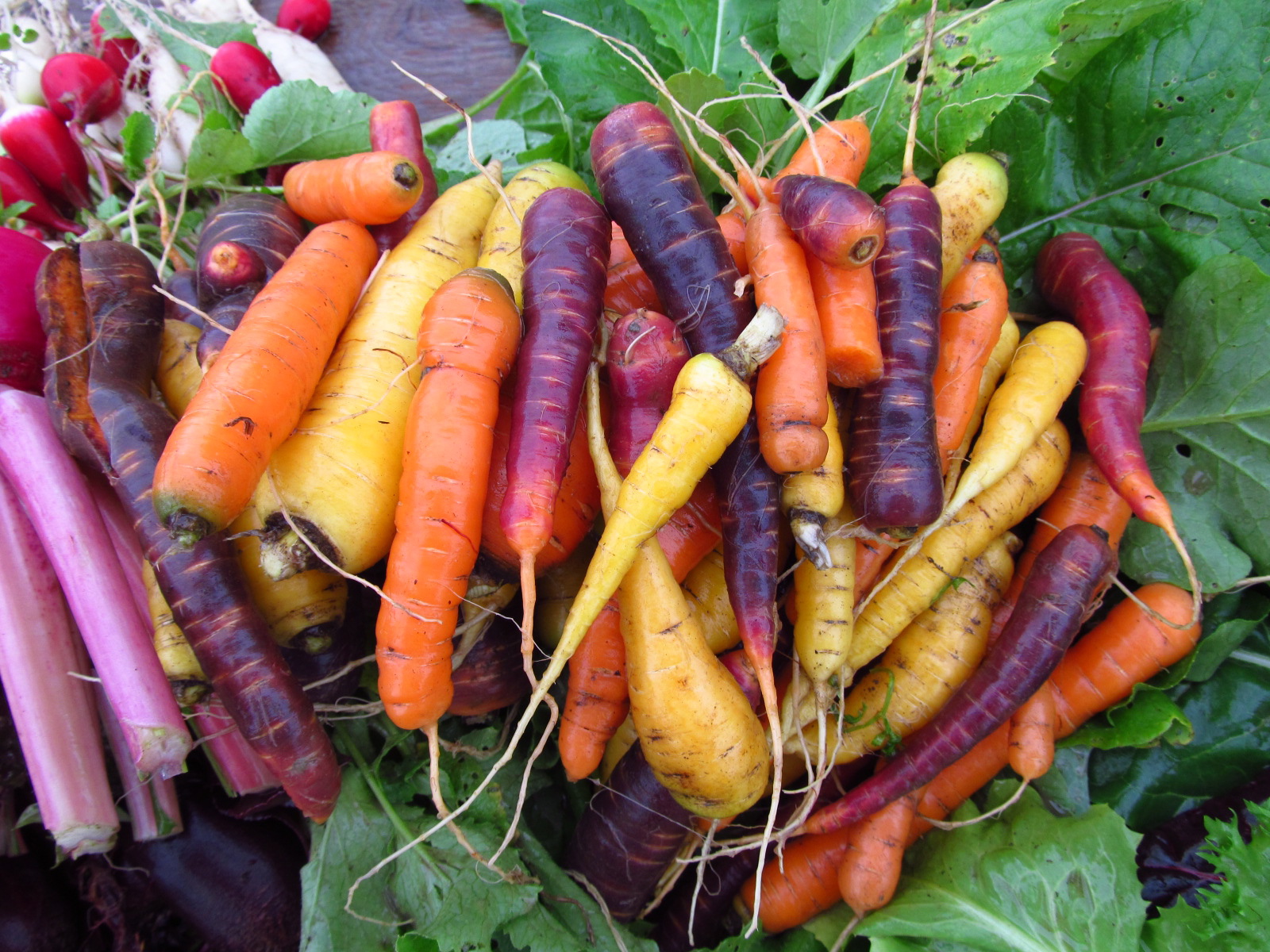 Tree and Twig Farm Blog Storing Root Crops