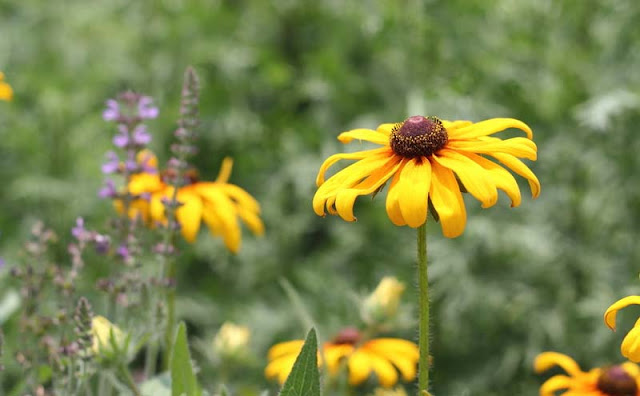 Rudbeckia Hirta Flowers Pictures