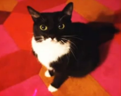 Todo Sobre Minecraft Curiosidades But i found in gato negro more than that, i see it as one of those movies that you need to know argentina to really appreciate it. sobre minecraft