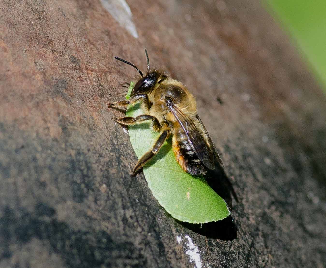 Gower Wildlife: Leaf-cutter Bee in the Garden