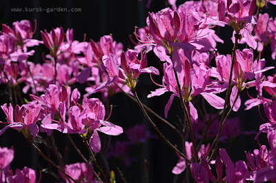 Rhododendron Orchid Lights