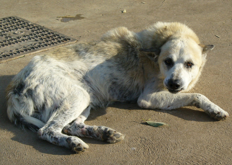 Adotta Un Cane Anziano Novembre 11