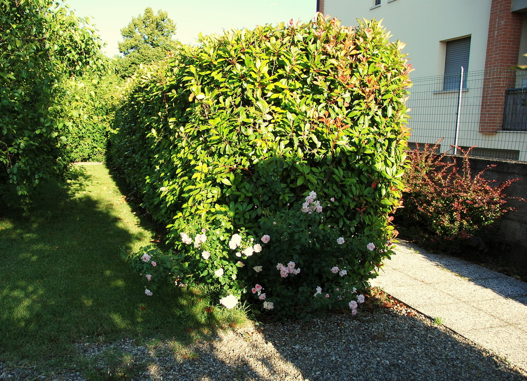 Hortus Italicus Photinia X Fraseri Dress 1961