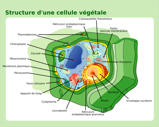 Cours d introduction l conomie S1