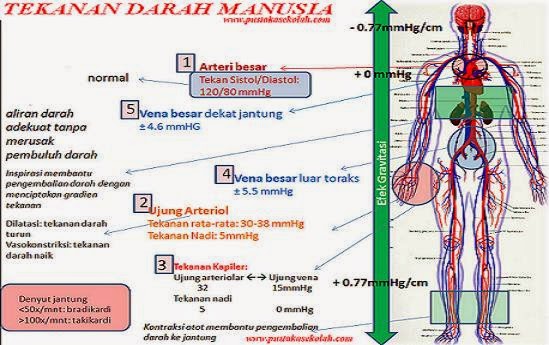 Rumah Sehat Al Syifa: Darah Rendah/Hipotensi