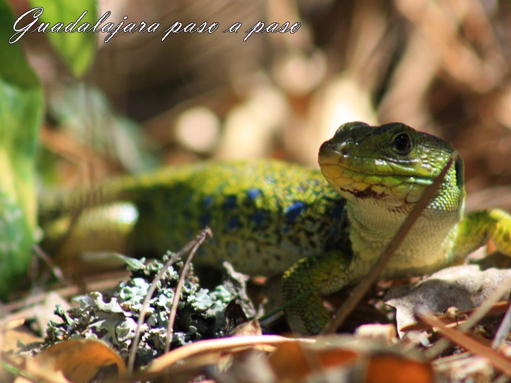 Guadalajara paso a paso Mi visita a Sima de Alcorón en Guadalajara, España