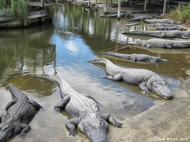 alligator danger, how to escape