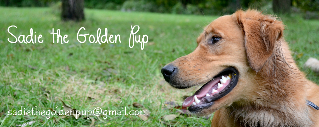 Sadie the Golden Pup