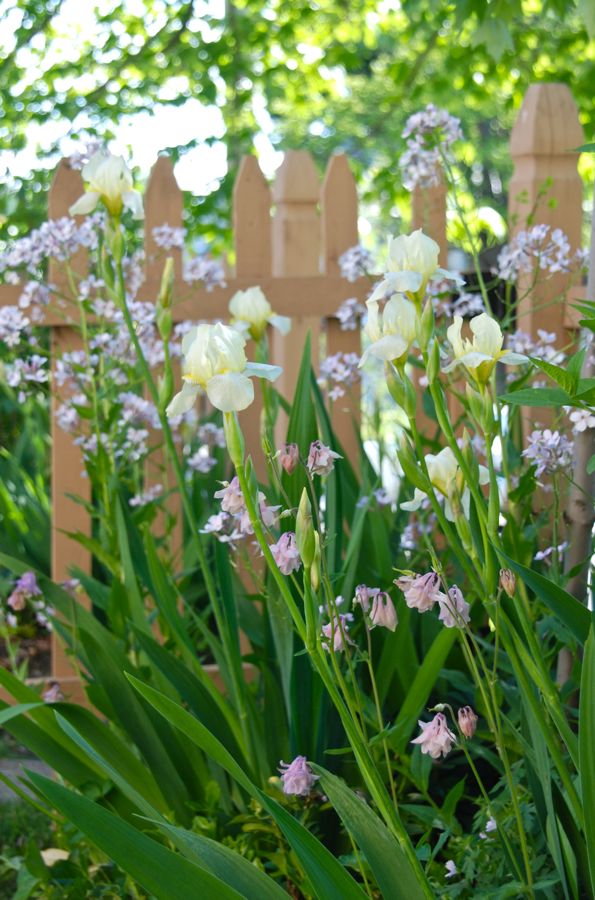 Wife, Mother, Gardener Iris Combinations for May