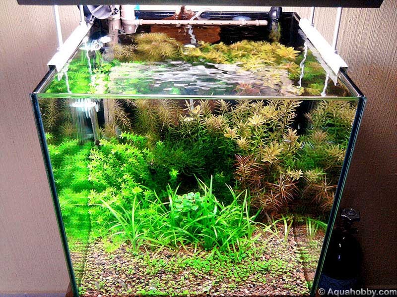 aquascape 40x40x40