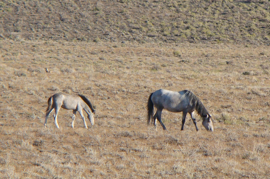Wild Horses Nevada