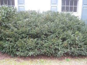 Future Plants By Randy Stewart Yews The Taxus Family
