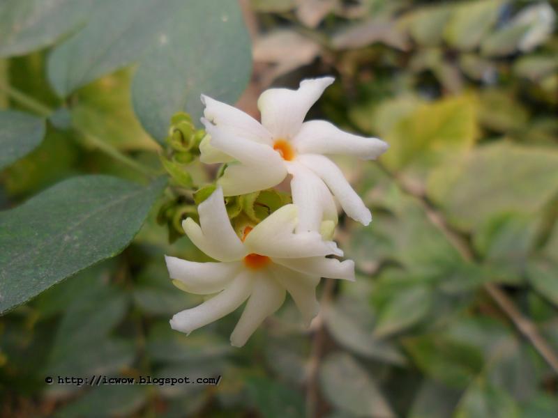 Shefali Flower
