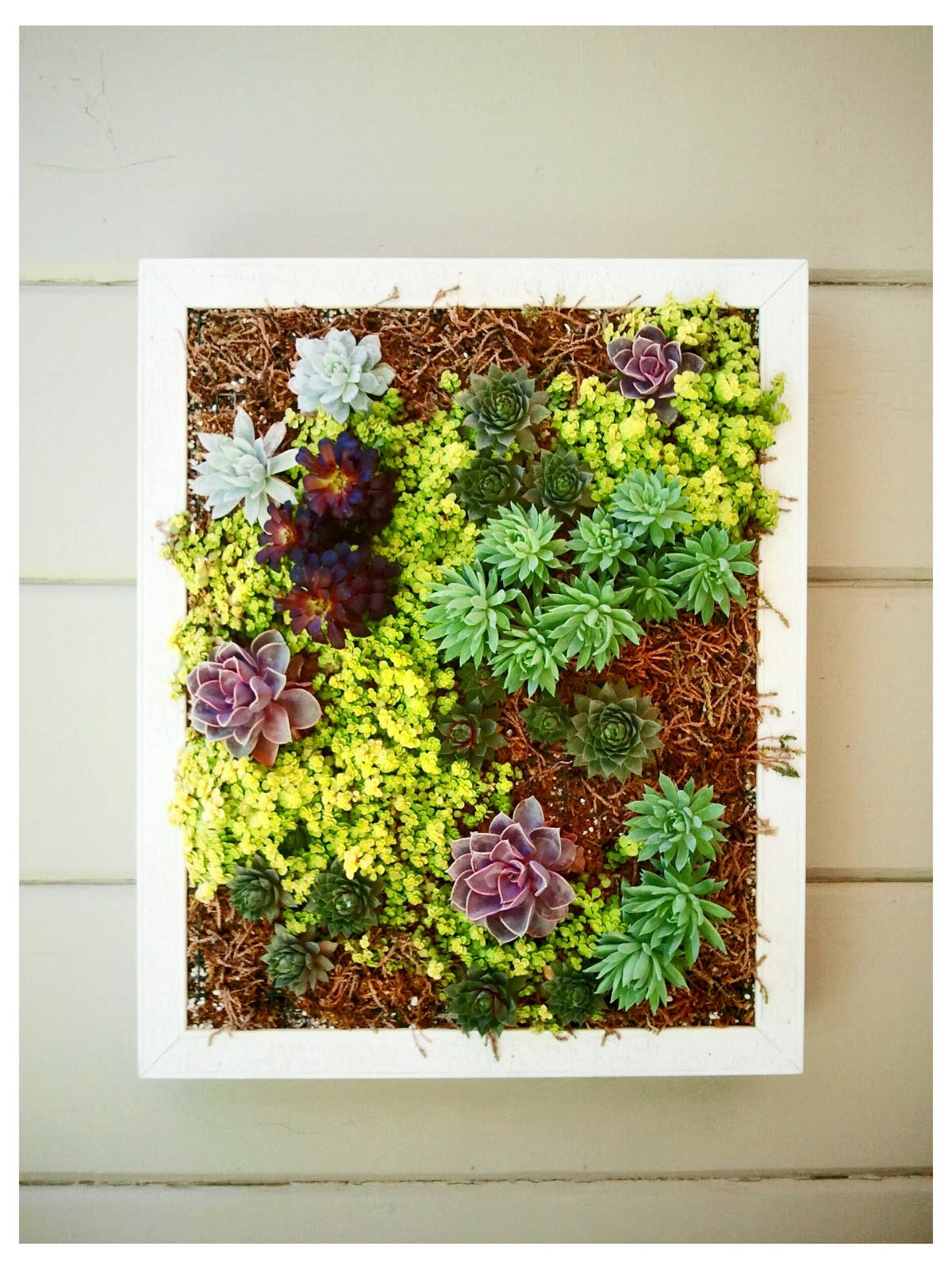 Xeriscape Ninjas Vertical Succulent Frame Hanging it up! pt 3