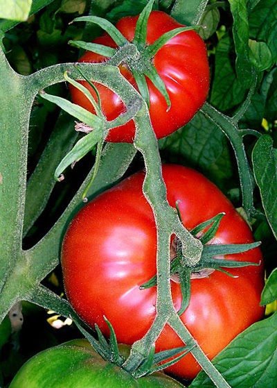 El cultivo de plantas de tomate orgánico ~ Plantas