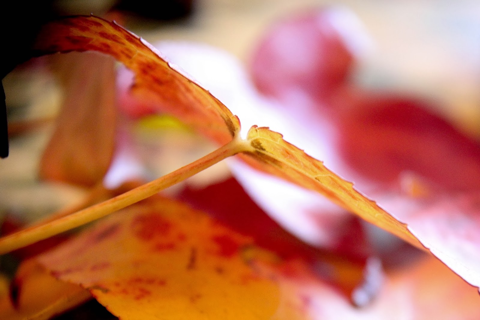 My 5'2 view: Thanksgiving