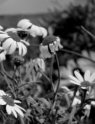 "Se l' inverno dicesse: Ho nel cuore la primavera ...chi gli crederebbe?"