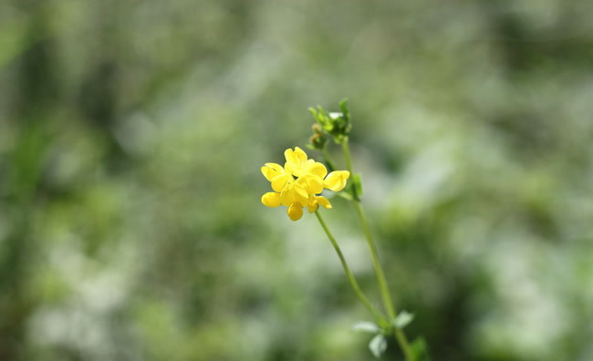 Birds-Foot Trefoil Flowers Birds-Foot Trefoil Flowers
