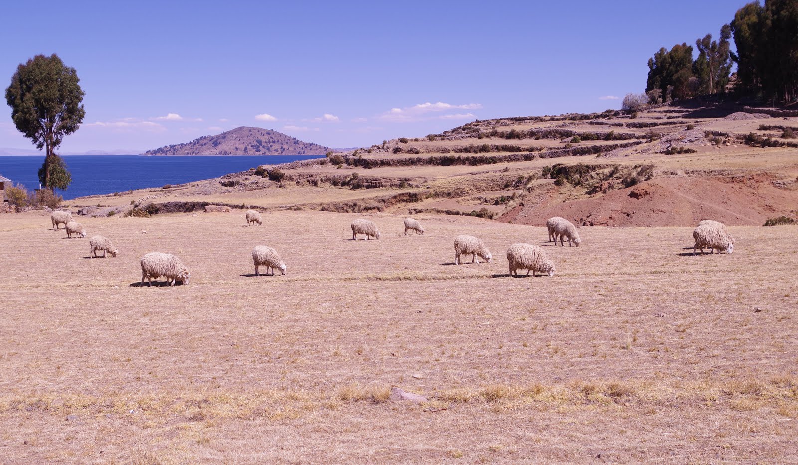 Amantani - Grazing Sheep