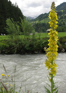 Tall stalk with yellow wildflowers on the banks of the River Simme, Lenk, Switzerland