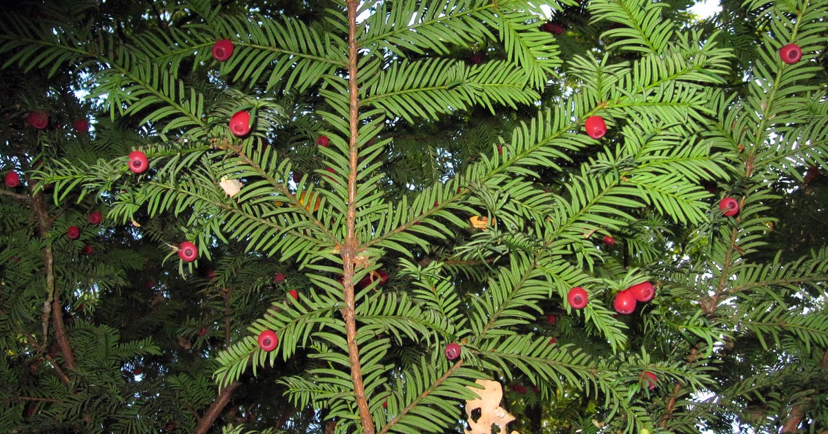 Yew Berries Naturally