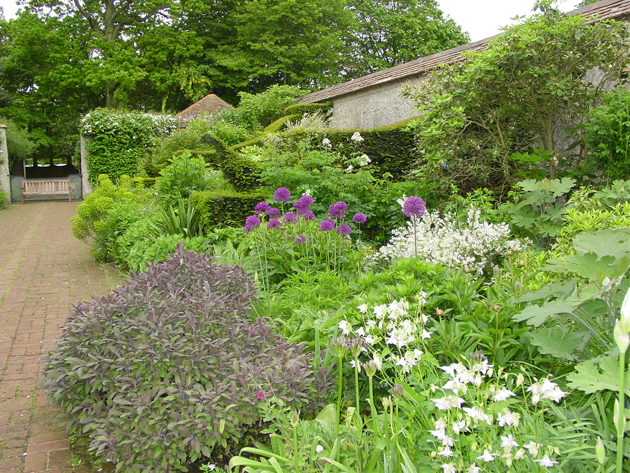 Limelight Hydrangeas In Bloom
