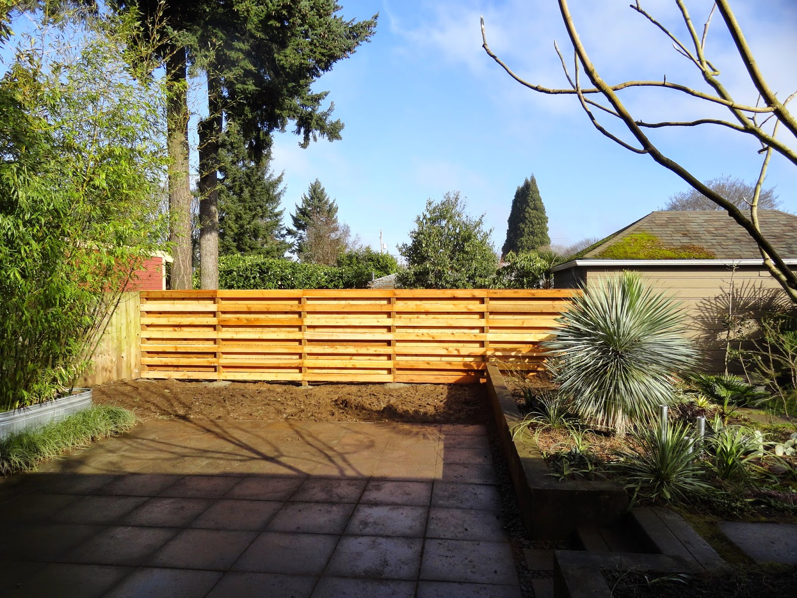 A Year At Great Dixter Pruning Retraining A Lonicera X Americana