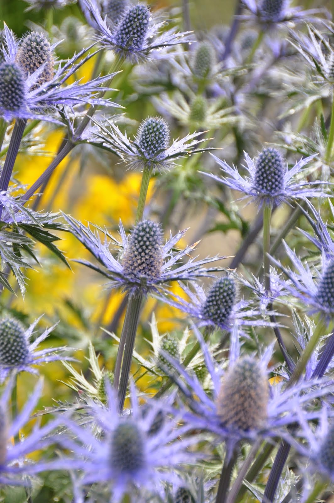 Sea Holly