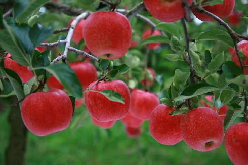 bodur elma fidanları