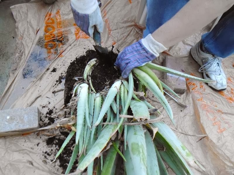 Aloe vera Propagation and Transplanting Greens and Machines