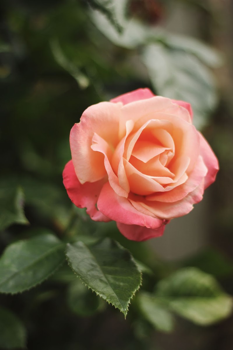 tequila sunrise rose