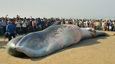 30 feet long%2Bdead%2Bwhale%2Bwashes%2Bup