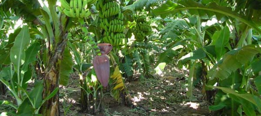 As temperaturas limites para o plantio de banana é de 15°C a 35°C As temperaturas limites para o plantio de banana é de 15°C a 35°C
