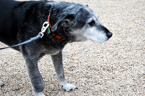 Mutt involved Dogs Info: Mutt (Mutt Dog)