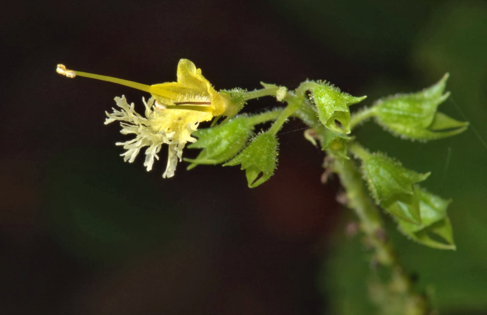 Nature Rambling October 17 2013 Ramble Report