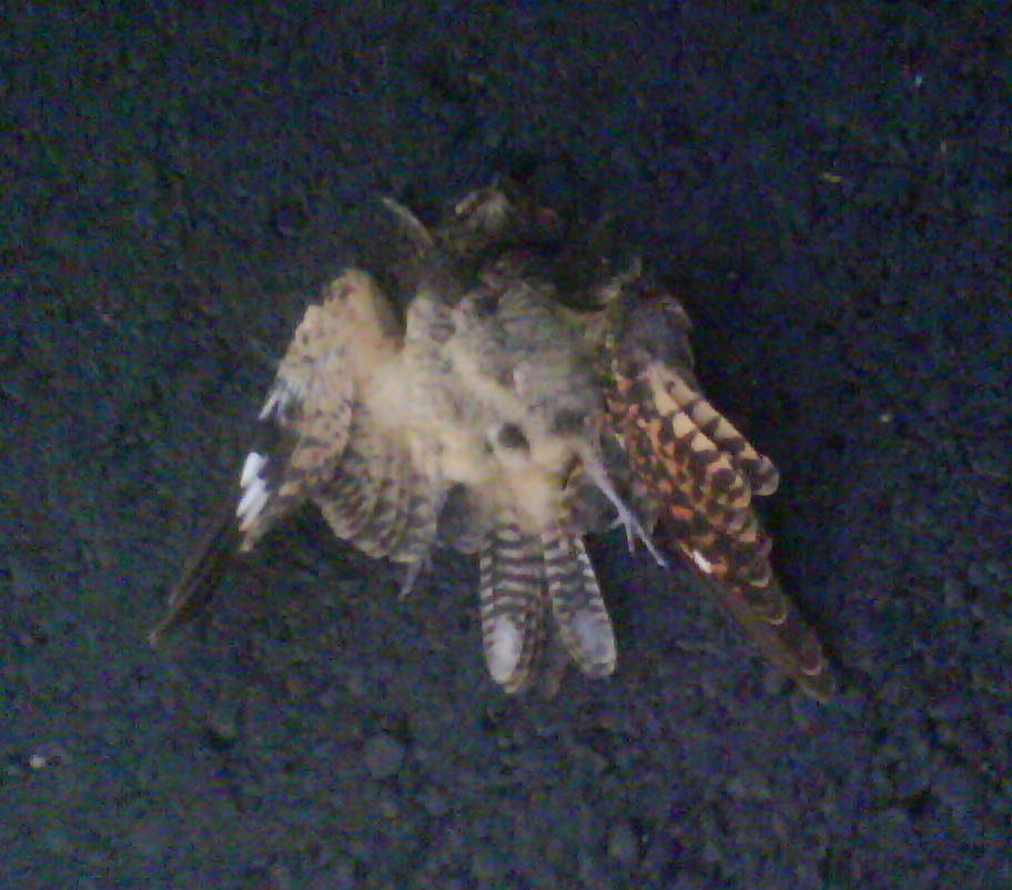 12++ Burung cabak iblis terupdate