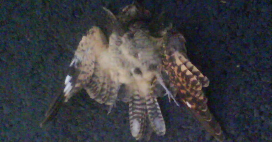 Kabare Pati Nasib Manuk Cabak