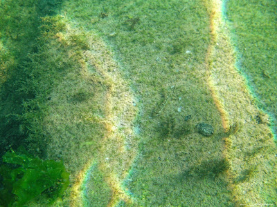 Marea Neagra Black Sea underwater images poze subacvatice Guvidul de mare (Gobius cephalarges)