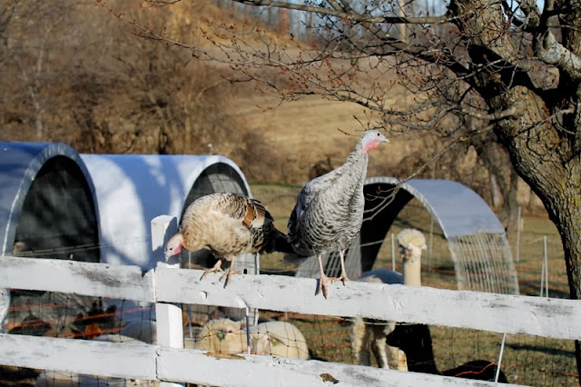these Jennys are "on the fence" about celebrating Thanksgiving