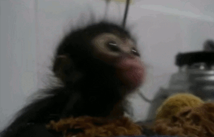 Funny animal gifs - part 105 (10 gifs), cute little monkey being fed