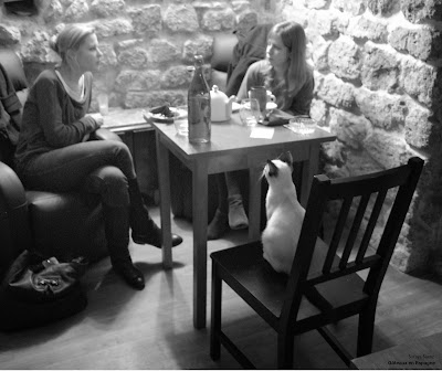 le cafe des chats